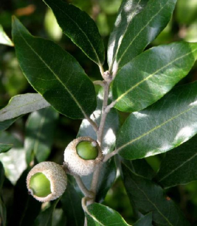 Quercus ilex